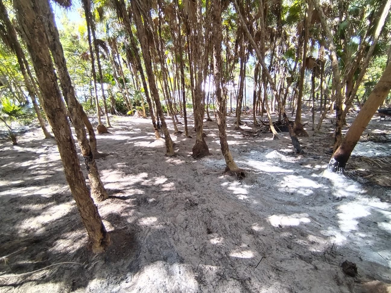 Terreno-frente-al-mar-Mahahual-2