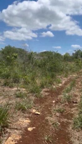 77 hectáreas de alto potencial de inversión en Yucatán