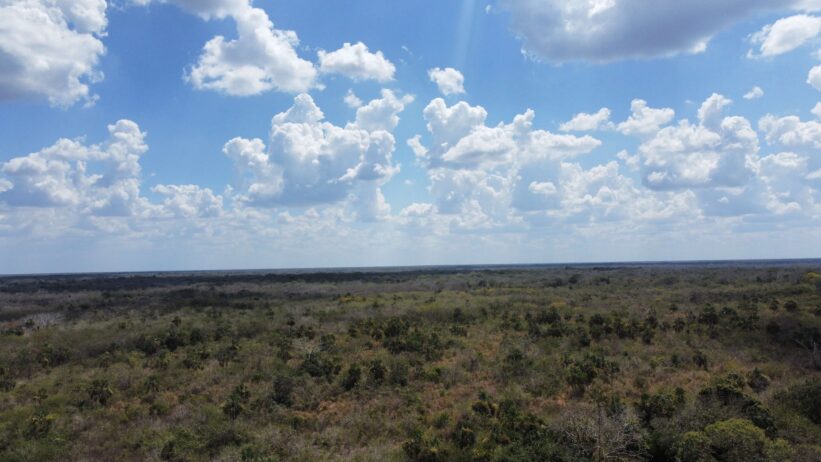 365 hectáreas ganaderas de alto nivel en Yucatán