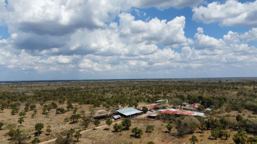 365 hectáreas ganaderas de alto nivel en Yucatán