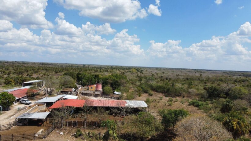 365 hectáreas ganaderas de alto nivel en Yucatán