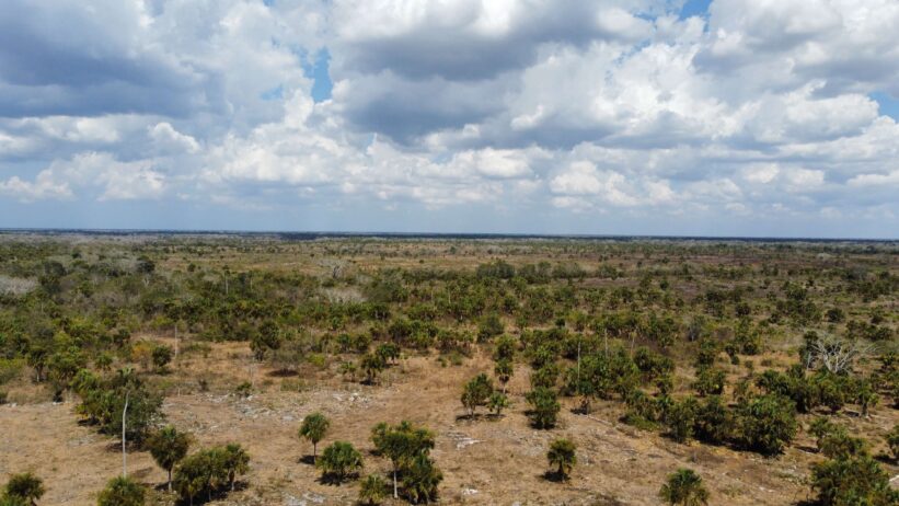 365 hectáreas ganaderas de alto nivel en Yucatán