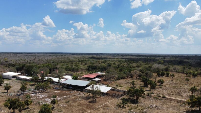 365 hectáreas ganaderas de alto nivel en Yucatán