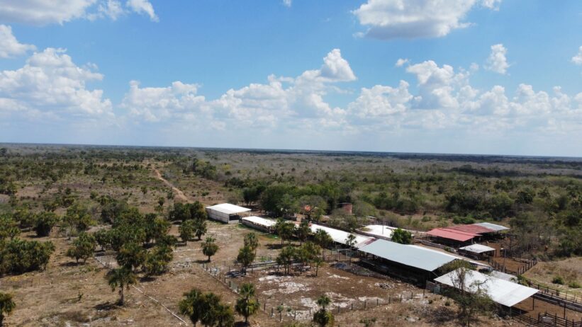 365 hectáreas ganaderas de alto nivel en Yucatán