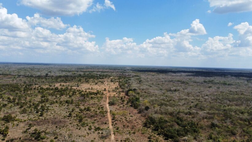 365 hectáreas ganaderas de alto nivel en Yucatán